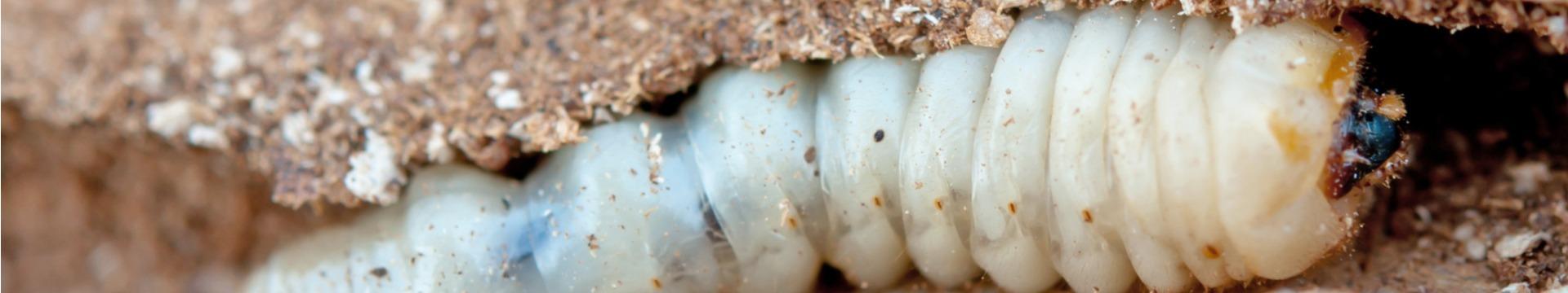 Houtworm en boktor