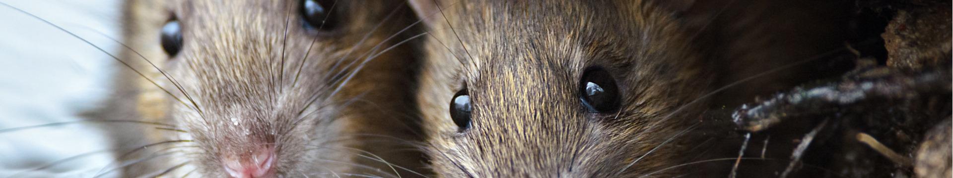 Ratten